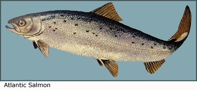 Picture of Atlantic salmon. Reap some of the best fish oil benefits from salmon.
