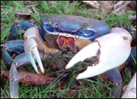 Photo of blue crab on grass.