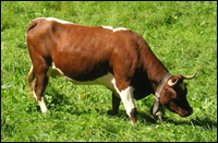 Brown and white cow on grass.