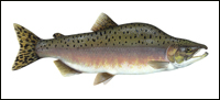 Drawing of pink salmon with hump on the back.