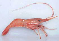 Photo of pink shrimp.
