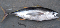 Photo of tuna.
