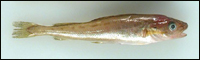 Example of young whitefish.